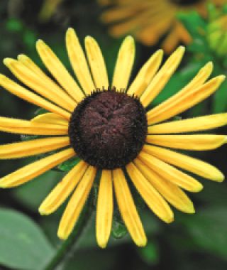 Chim Chiminee Black-Eyed Susans