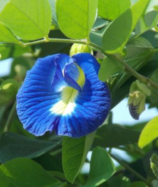Butterfly Pea 