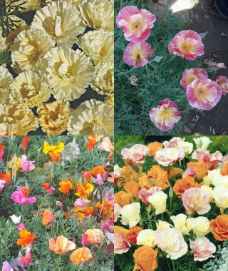 The California Poppy Sampler