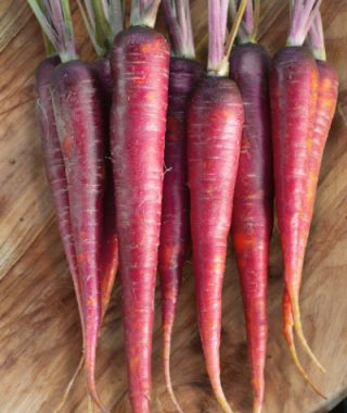 Pulsar Pink Carrot