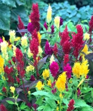 The Century Plume Celosia Mixture