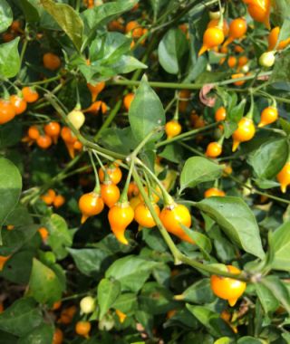 Biquinho Yellow Hot Chile Pepper