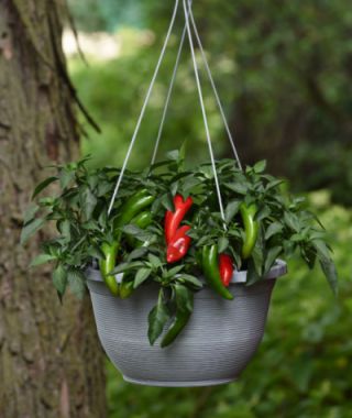 Pot-a-Peño Jalapeño Hot Chile Pepper