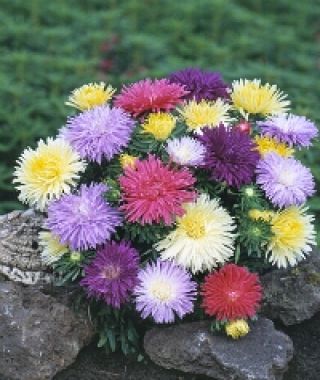 The Seastar Double Aster Mixture