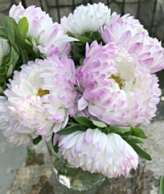 Callistephus chinensis, Callistephus, China Asters, annual aster, aster, china aster,