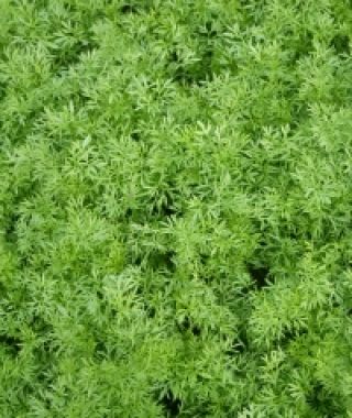 Confetti Coriander/Cilantro