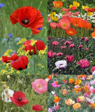 The Classic Poppy Sampler