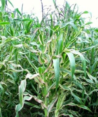 Striped Japonica Ornamental Corn