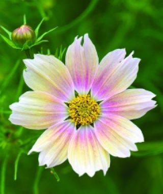 Apricot Lemonade Cosmos