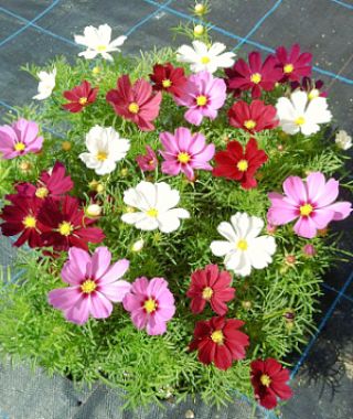 The Casanova Cosmos Mixture