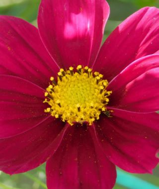 Dazzler Sensation Cosmos