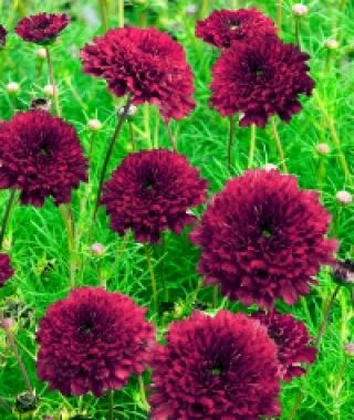 Double Click Cranberries Cosmos