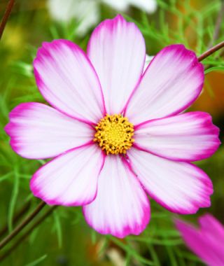 Picotee Sensation Cosmos