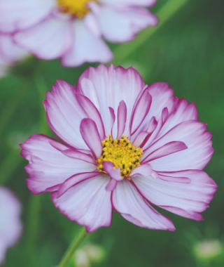 Sweet Sixteen Cosmos