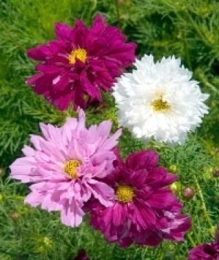 The Double Click Cosmos Mixture