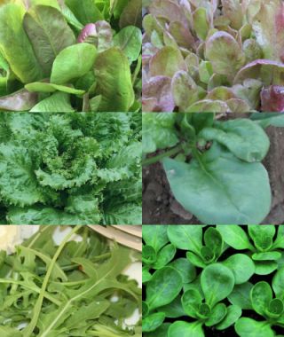 The Cote d'Azur French Salad Greens Blend 