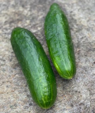 Bush Slicer Cucumber