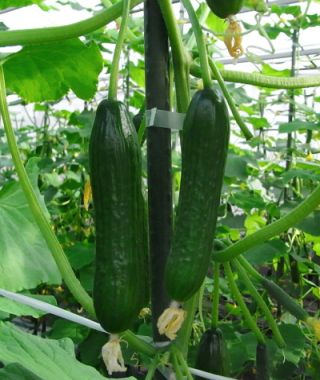 Ishtar Cucumber 