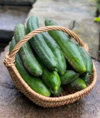 Pepinex English Greenhouse Cucumber