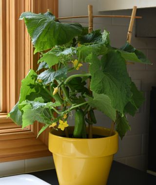 Quick Snack Cucumber 