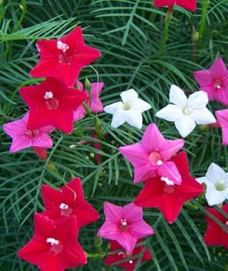 The Cypress Vine Mixture 