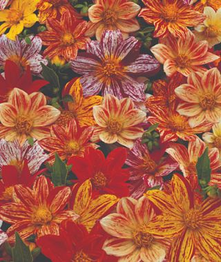 The Fireworks Dahlia Mixture