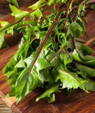 Italico Red Dandelion Greens
