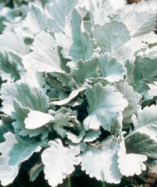 Cirrus Dusty Miller 