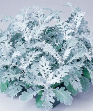 Silverdust Dusty Miller