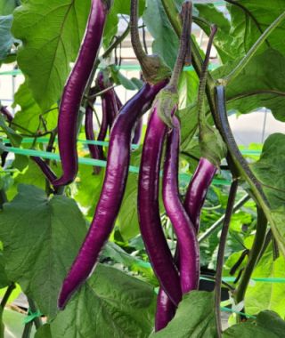 Indigo Blade Eggplant 