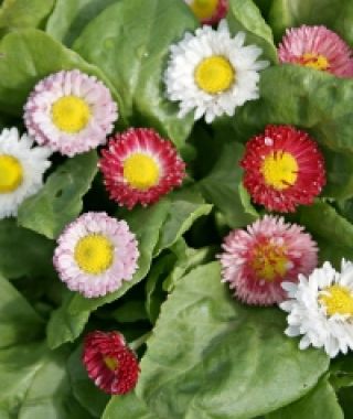 The Monstrosa English Daisy Mixture
