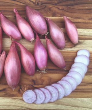 Echalion Crème Brûlée Shallot Seeds 