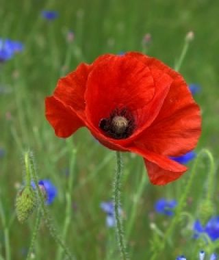 Flanders Field Poppy