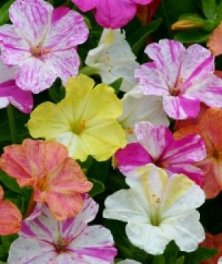 The Marbles Four O'Clocks Mixture