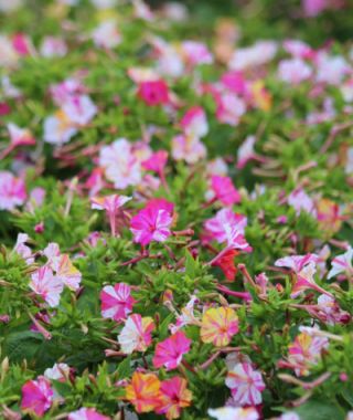 The Tricolor Marbles Four O'Clocks Mixture