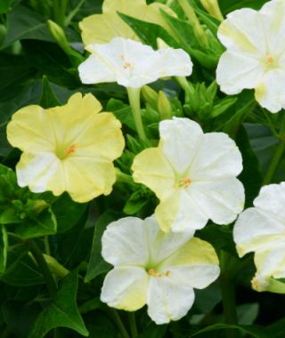 Marbles White-Yellow Four O'Clocks