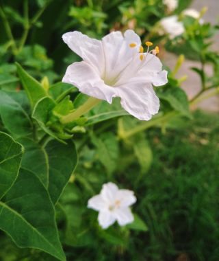 Pure White Four O'Clocks