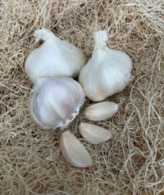 Nootka Rose Garlic