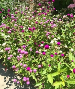 The Globe Amaranth Mixture