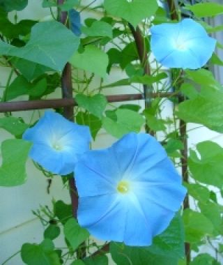Heavenly Blue Morning Glory