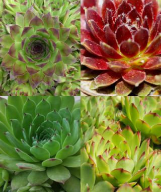 Hippie Chicks Hens & Chicks