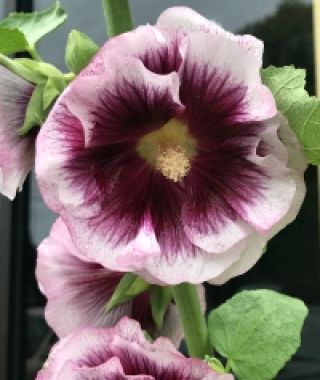 Creme de Cassis  Hollyhock