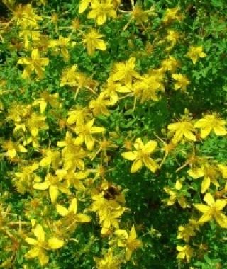 St John's Wort