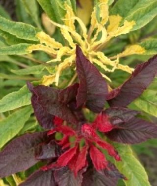 The Poinsettia Joseph's Coat Mixture