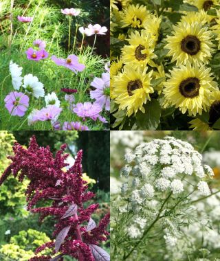The Jumbo Bouquet Garden