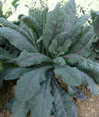 Dazzling Blue Lacinato Kale