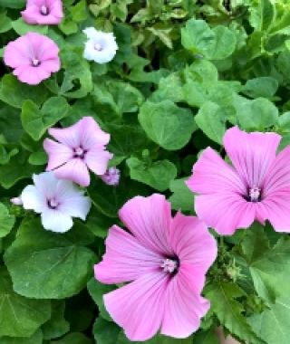 The Royal Trumpet Tree Mallow Mixture