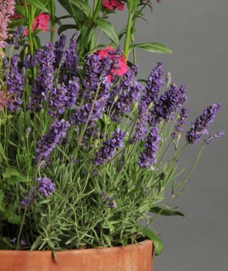 Ellagance Purple Lavender