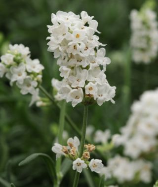 Ellagance Snow Lavender