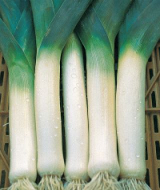 Bleu de Solaise Leek